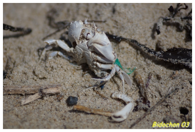 Face à la mer . . .