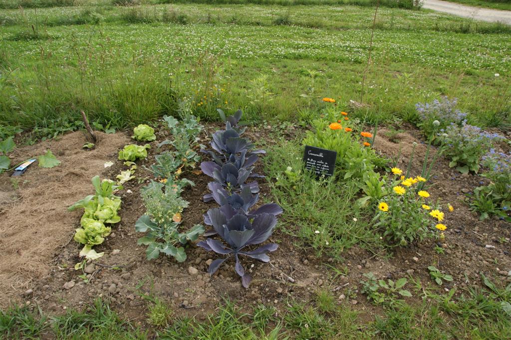 DSC03498 (Large).JPG