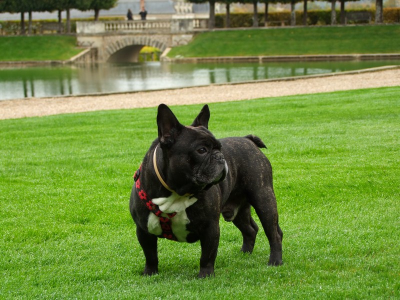Chateau de Villandry.jpg