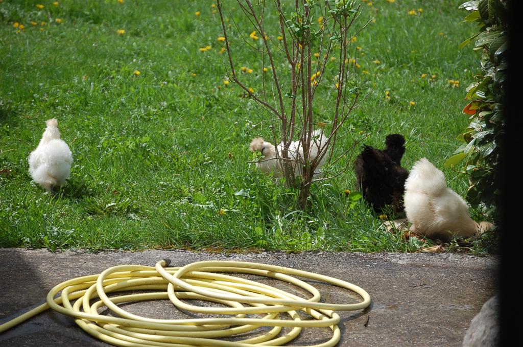 Altayrac 088 (Large).jpg