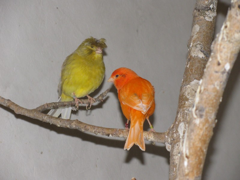 07.11.11.Volière2 005 [].JPG