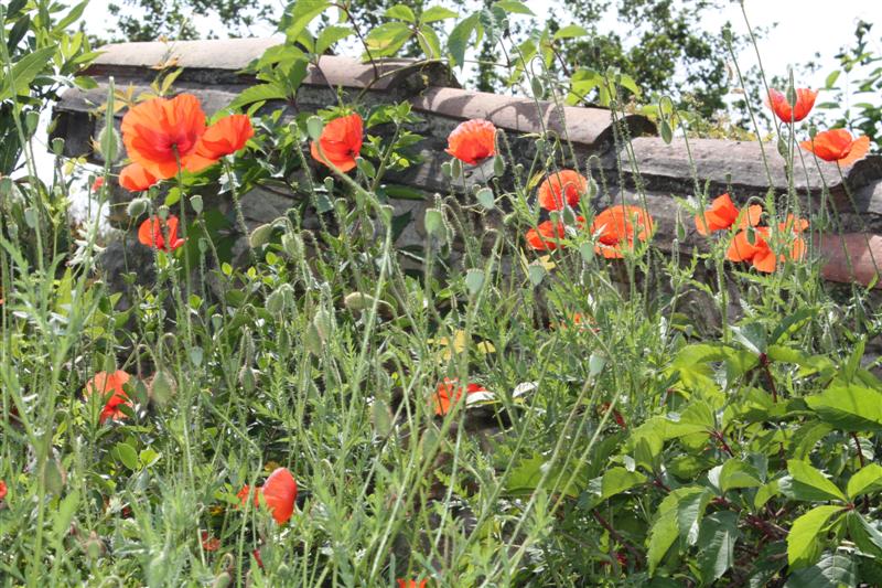 Visite du village de Bruniquel