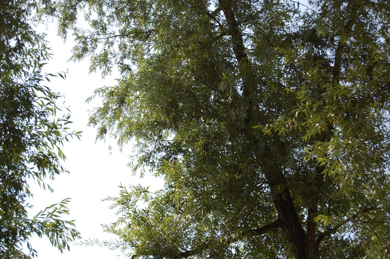 vue derrière la caravane