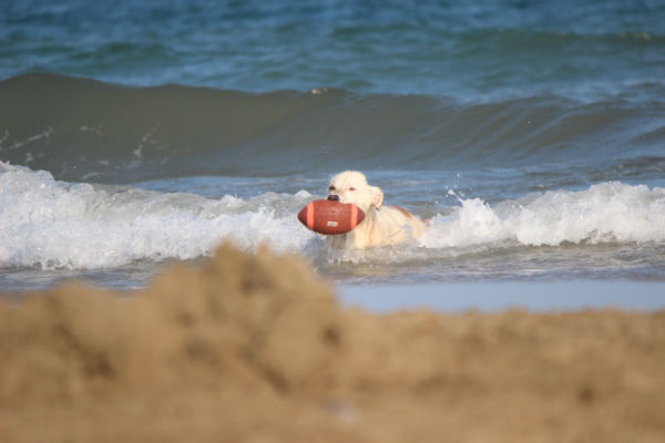enfin la mer;et de l'exercice pour le chien