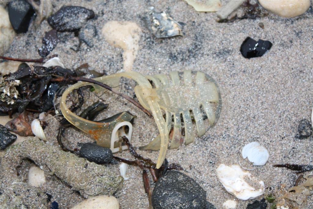 IMG_5315 (Large).JPG