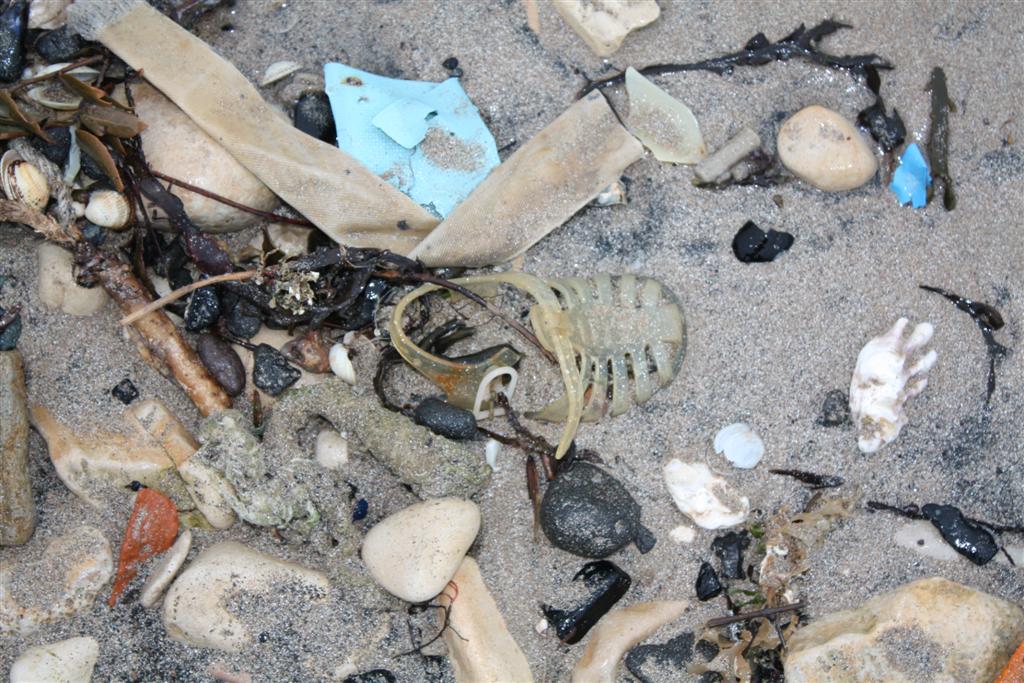 IMG_5314 (Large).JPG