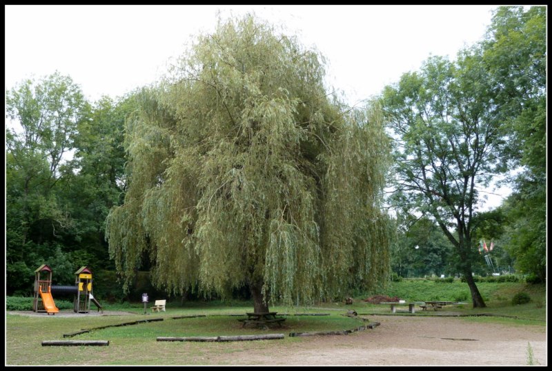 P1070567 [800x600].jpg