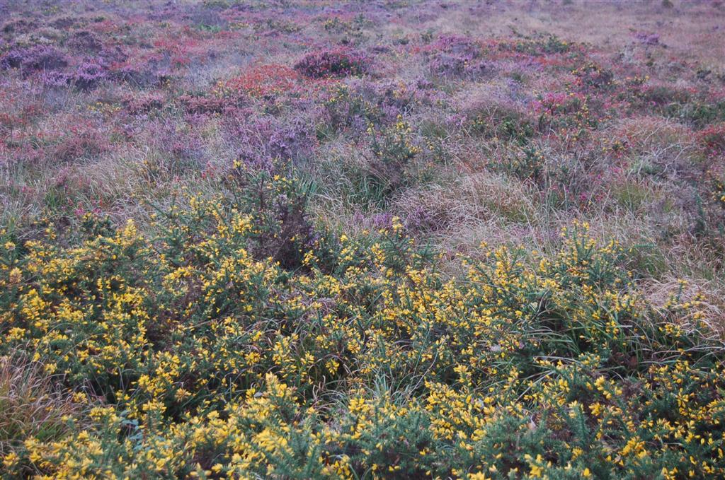 Bretagne Cap Fréehl(157) (Large).jpg