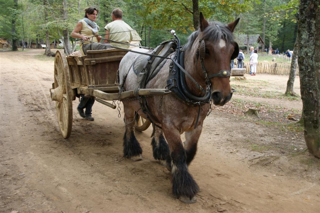 DSC03596 (Large).JPG