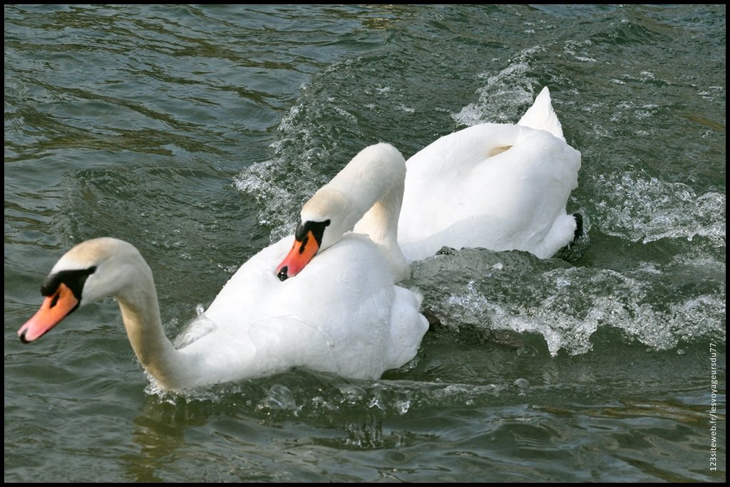 DSC_a0031 [1024x768].JPG