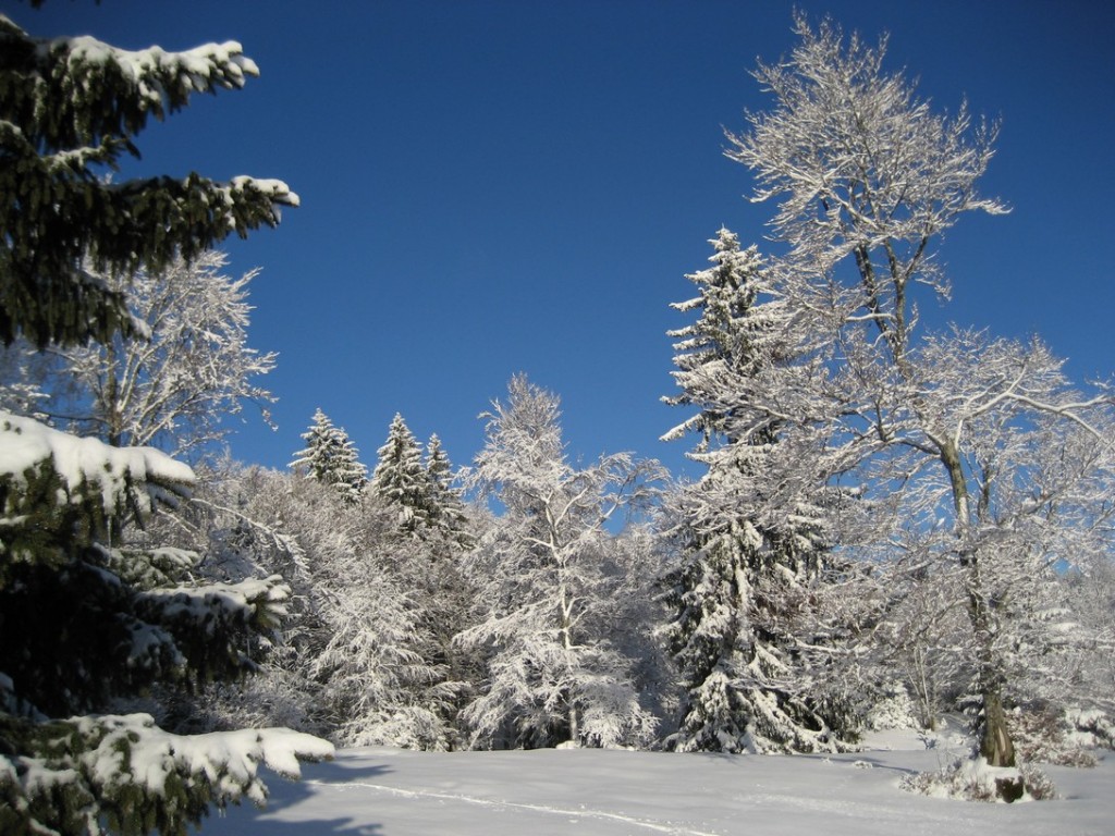 77(1407). bis JPG.jpg