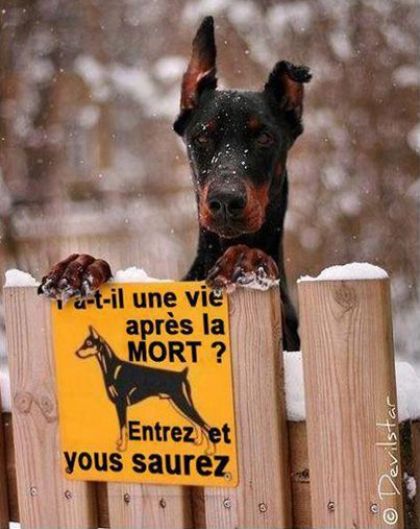 Chien vie apres mort.jpg