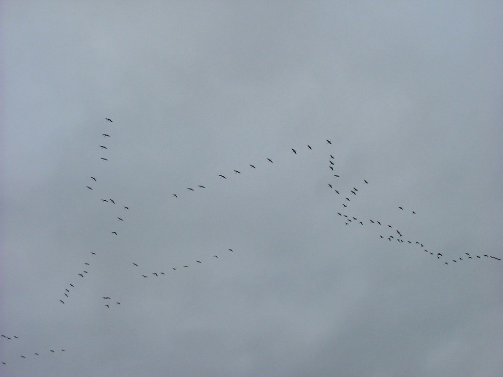DSCF1796.JPG
