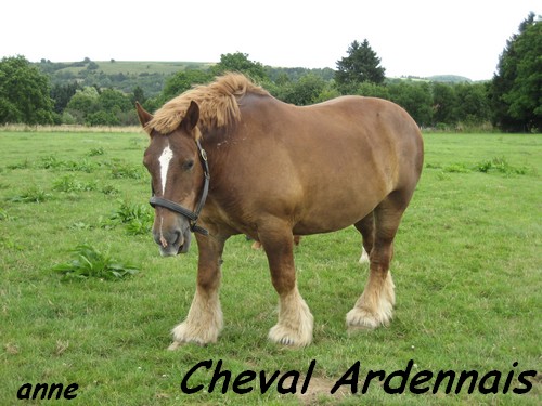 chevaux_05.JPG