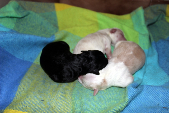 le tout blanc et noir les deux mâles qui attendent un foyer