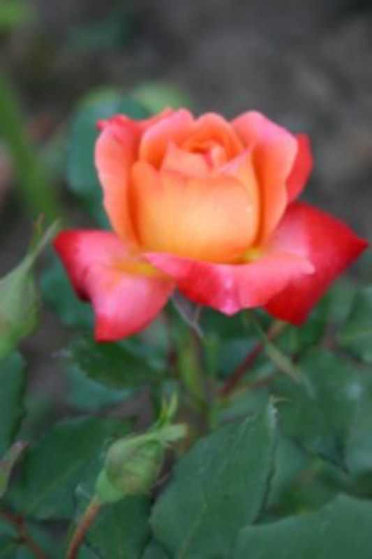 desiree 200609112.jpg