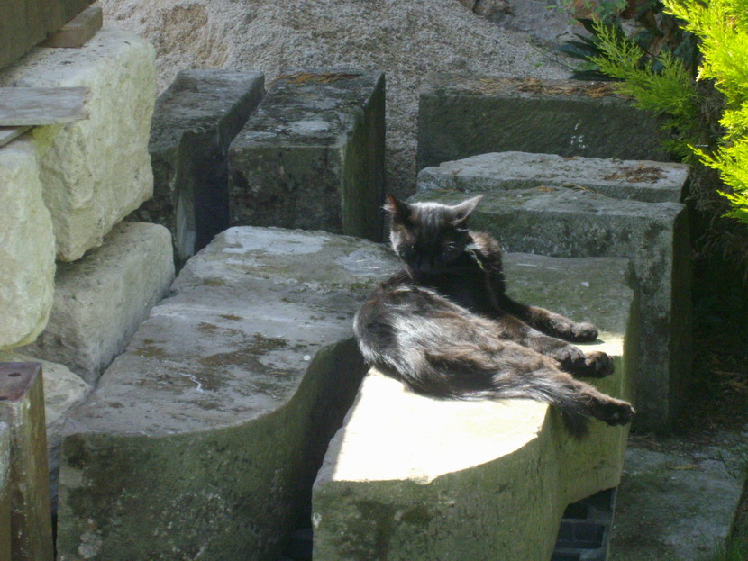 lilou sur les pierres 1.jpg