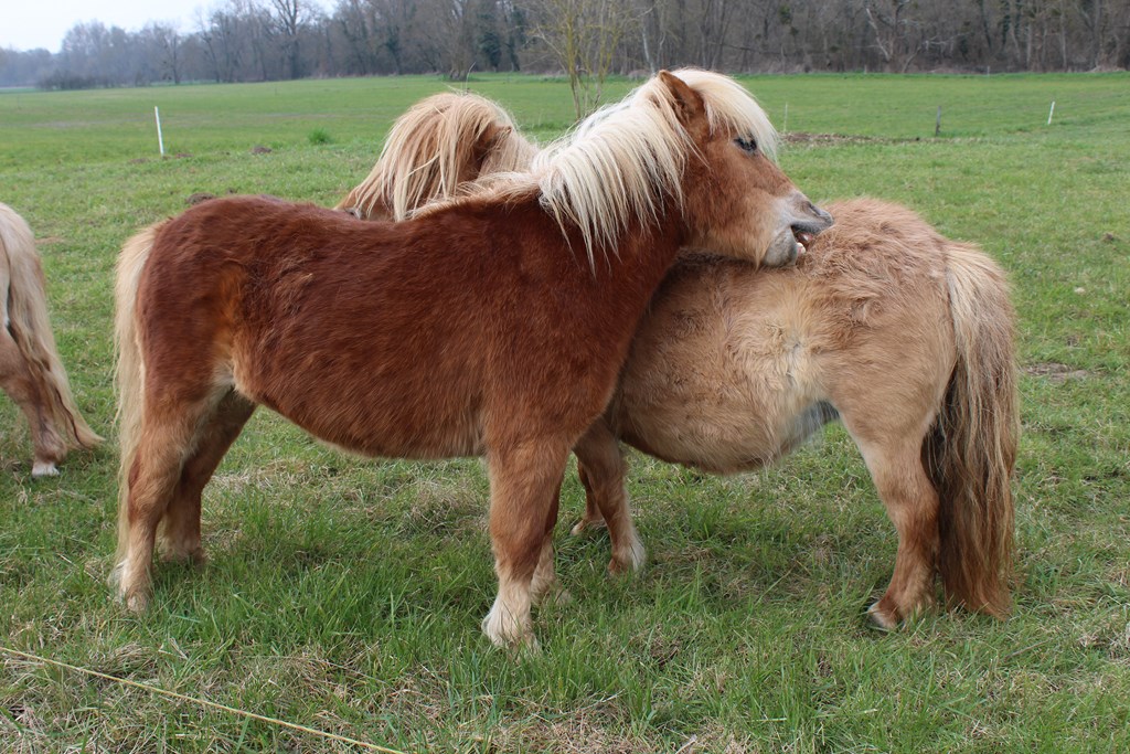 véloponeys 007 (Copier).JPG