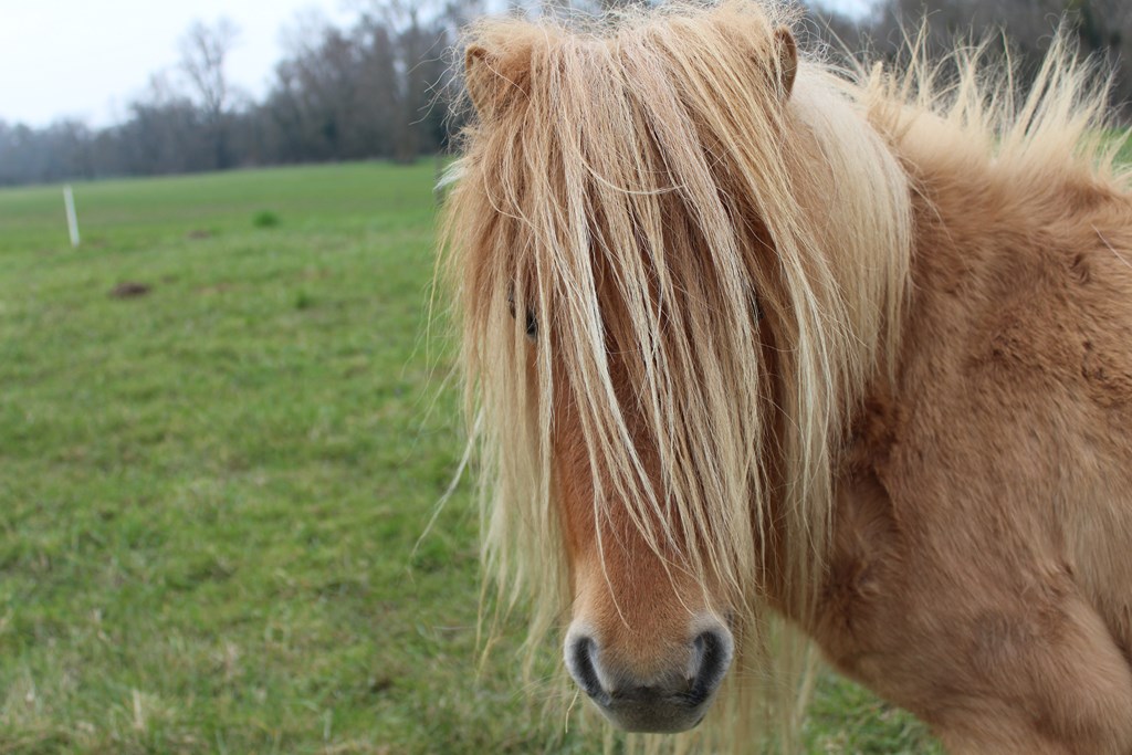 véloponeys 020 (Copier).JPG