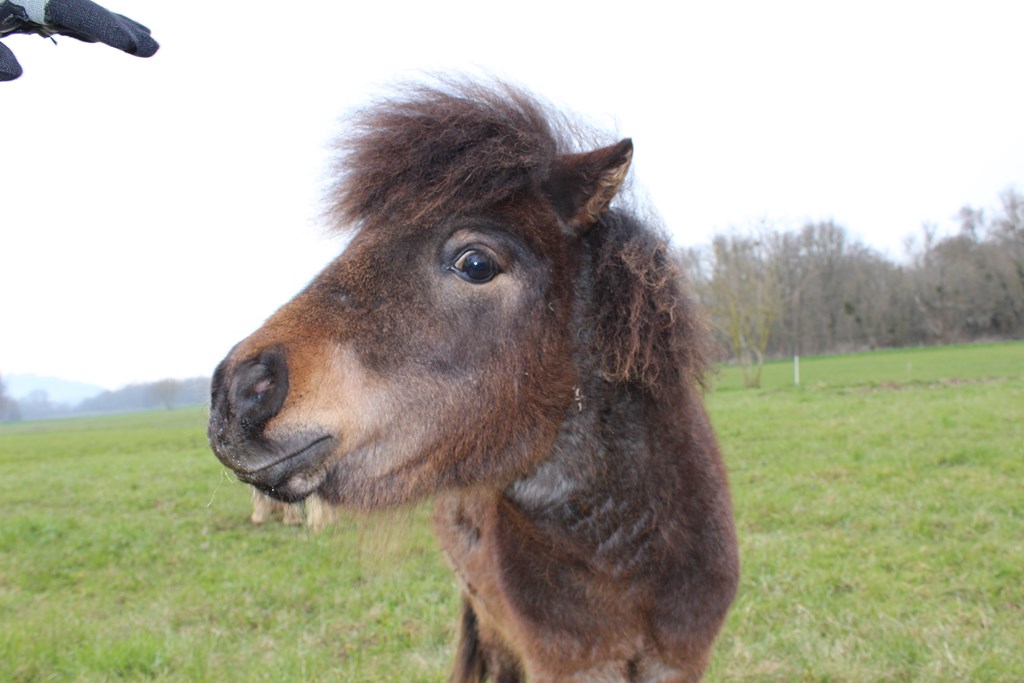 véloponeys 016 (Copier).JPG