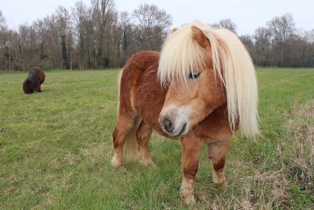 véloponeys 015 (Copier).JPG