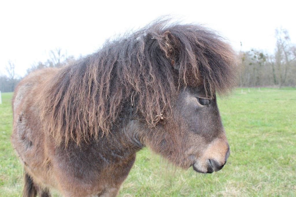 véloponeys 019 (Copier).JPG