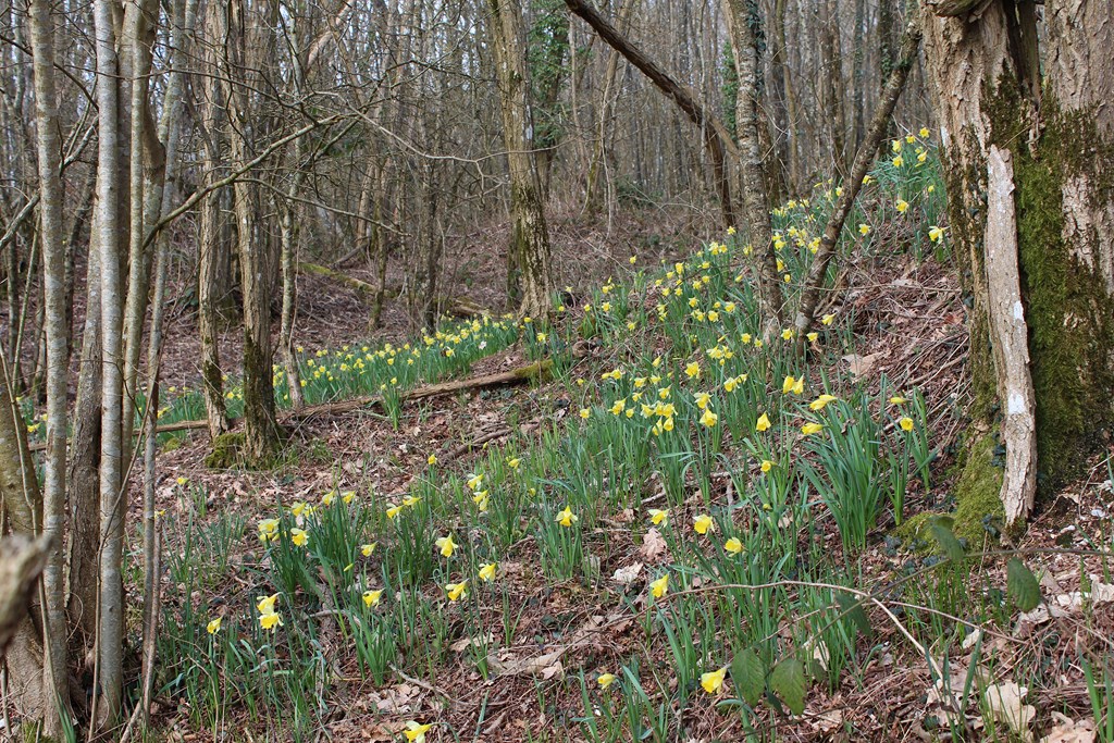 sancerrejonquilles 005 (Copier).JPG