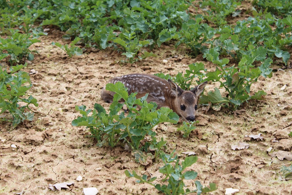 animaux 009 (Copier).JPG