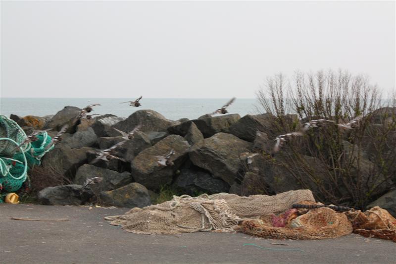 IMG_6184 (Medium).JPG