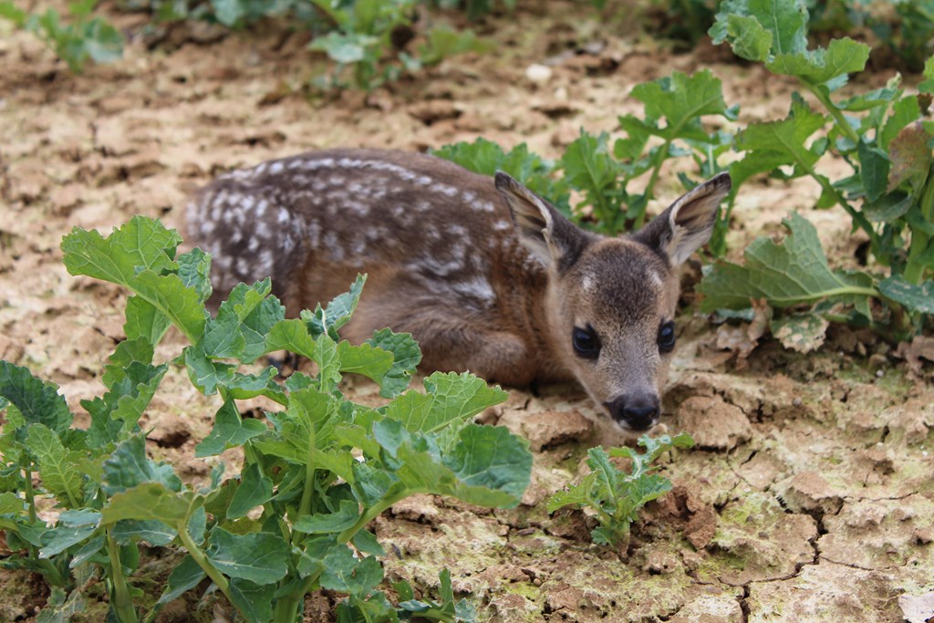 animaux 011 (Copier).JPG