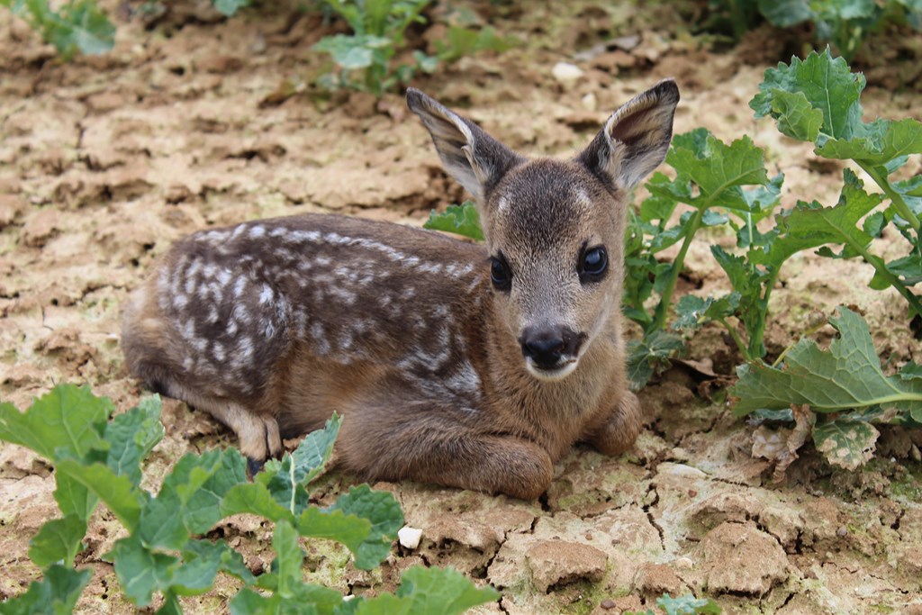 animaux 013 (Copier).JPG