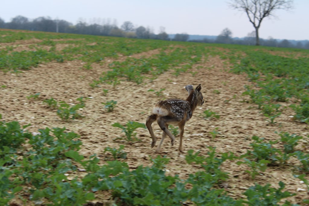 animaux 017 (Copier).JPG