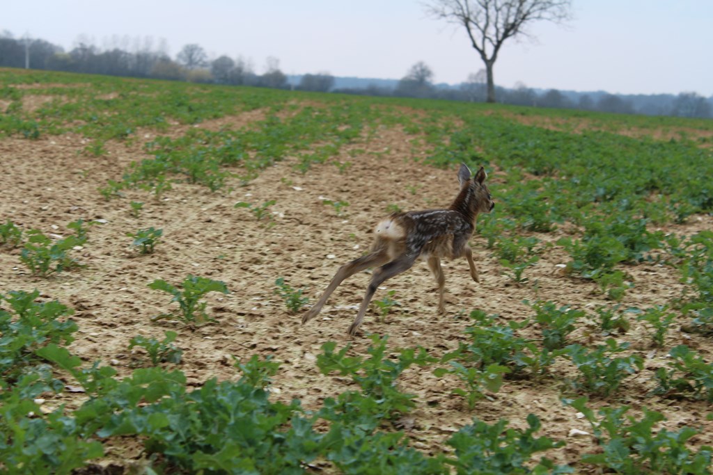 animaux 018 (Copier).JPG