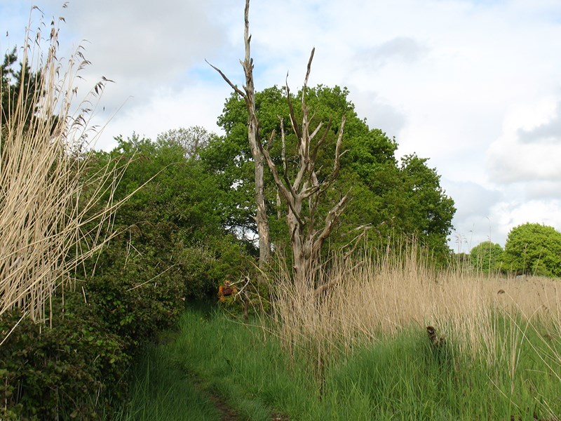 IMG_1044 (Copier).JPG