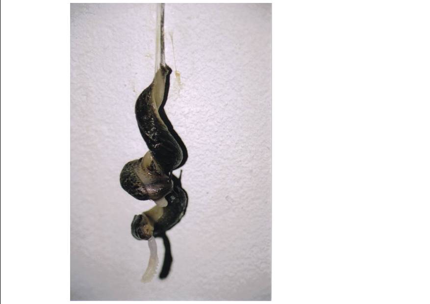 Accouplement limaces.jpg