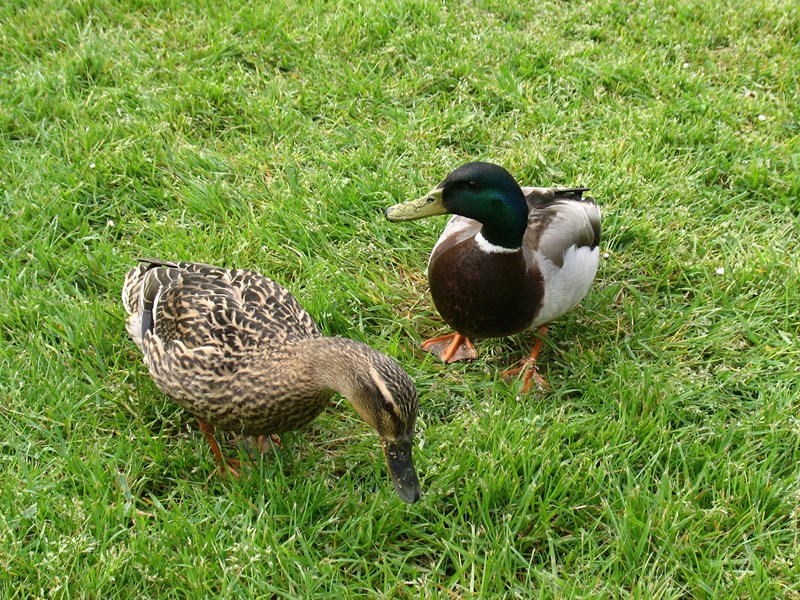 le rituel du matin , une visite de ce couple