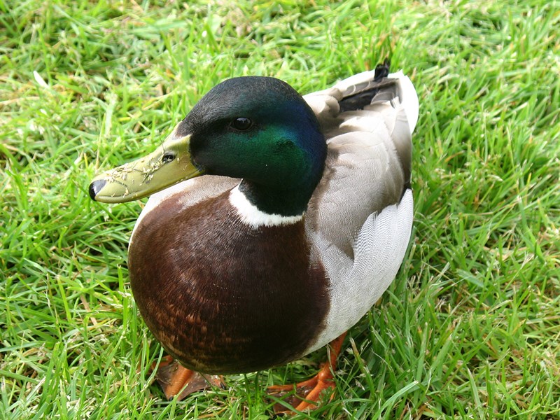 IMG_0905 (Copier).JPG