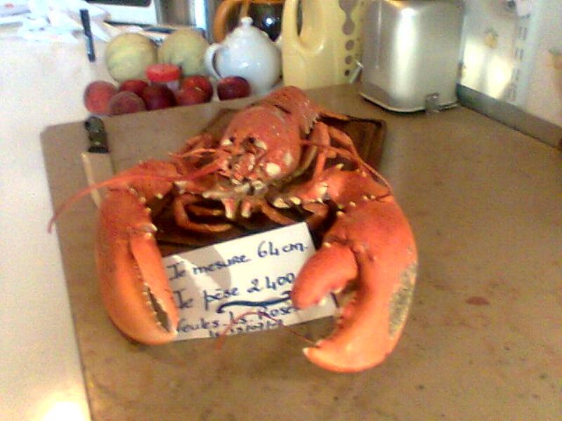 Homard 01.JPG