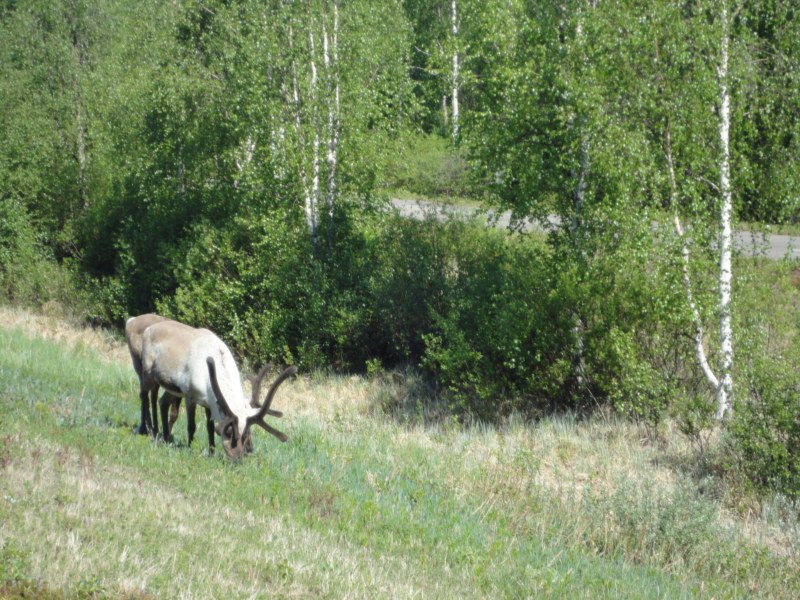 DSC04435 [800x600].jpg