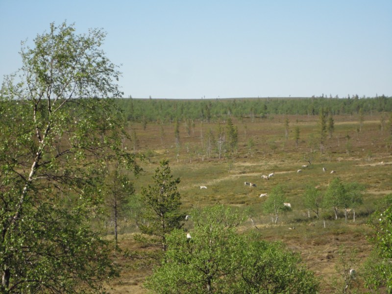 DSC04445 [800x600].jpg