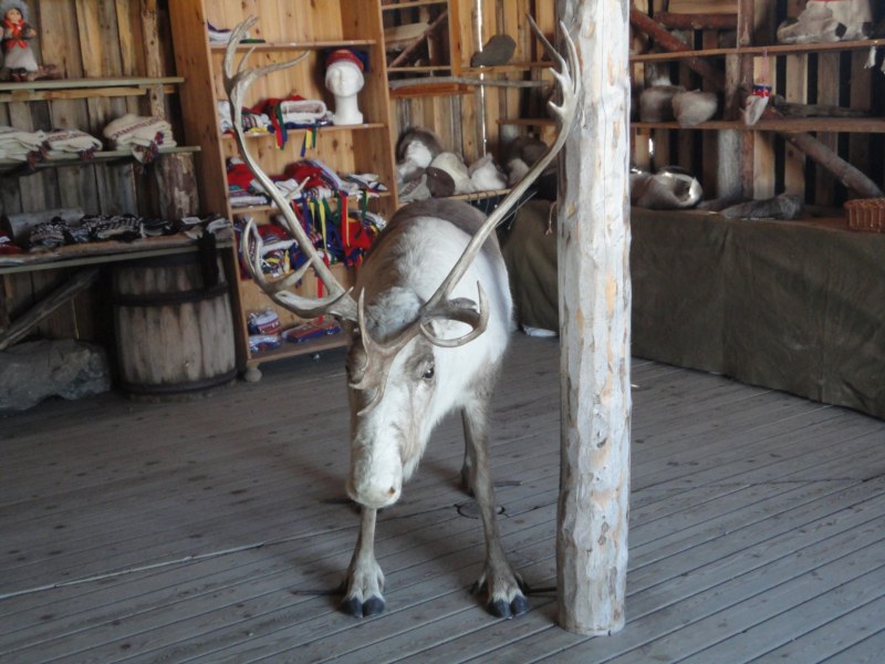 DSC04561 [800x600].jpg