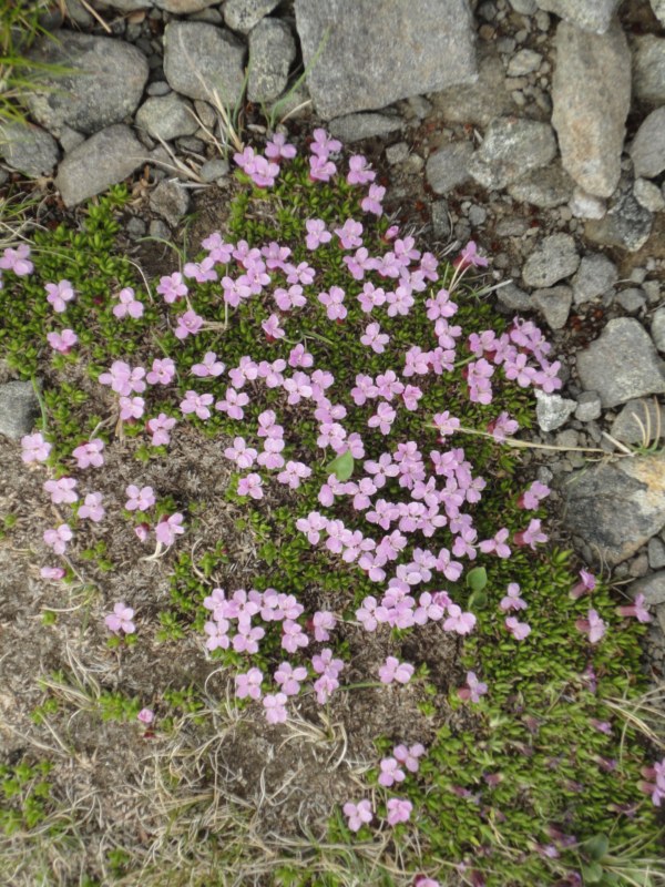 DSC04586 [800x600].jpg