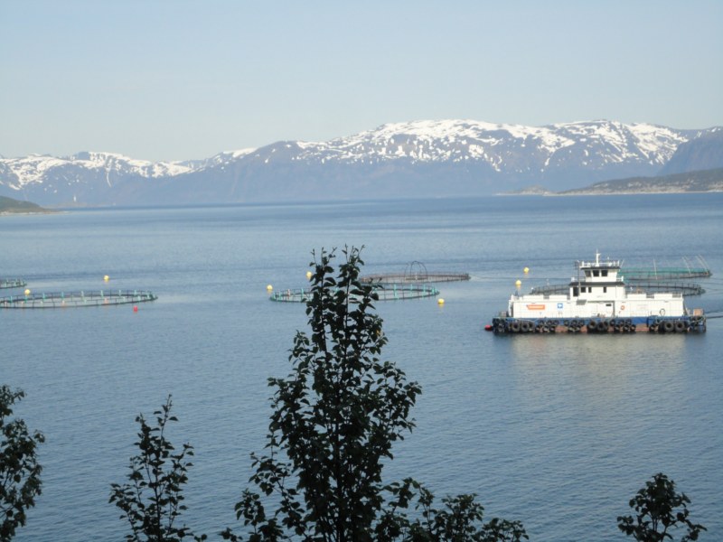 DSC04676 [800x600].jpg