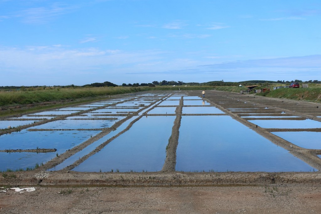 îlederé2013 119 (Copier).JPG