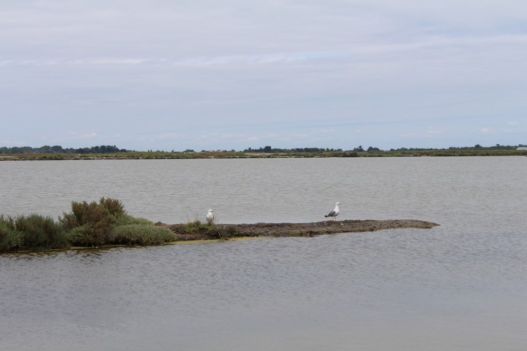 îlederé2013 133 (Copier).JPG