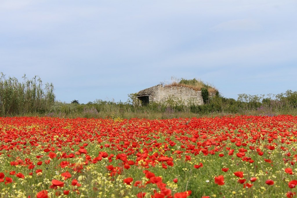 îlederé2013 239 (Copier).JPG