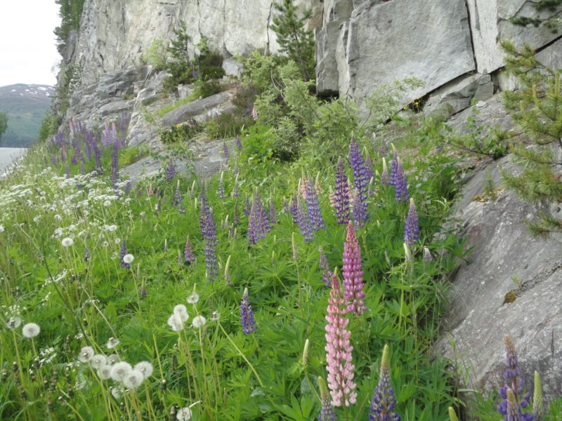 DSC05350 [800x600].jpg