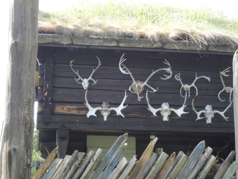 DSC05547 [800x600].jpg