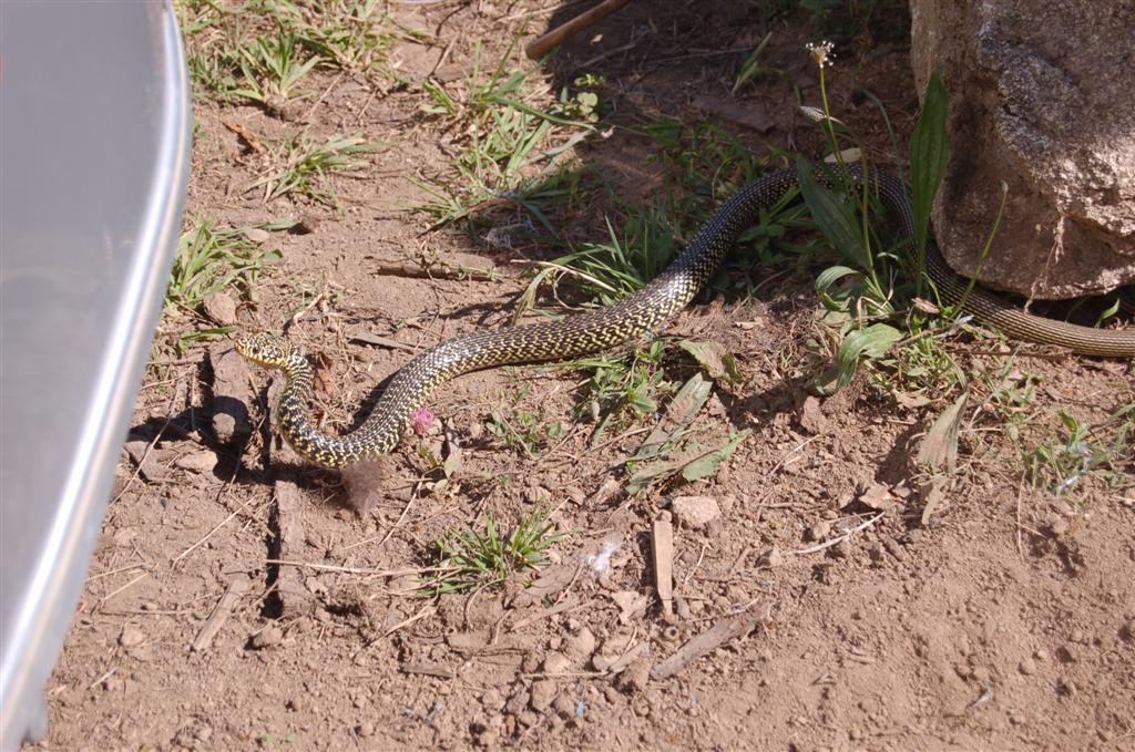 Bas de caisse 552 et Couleuvre.jpg