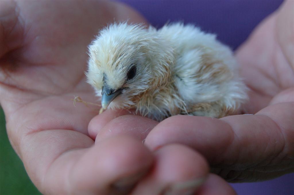 Fifi Poussin Soie.jpg